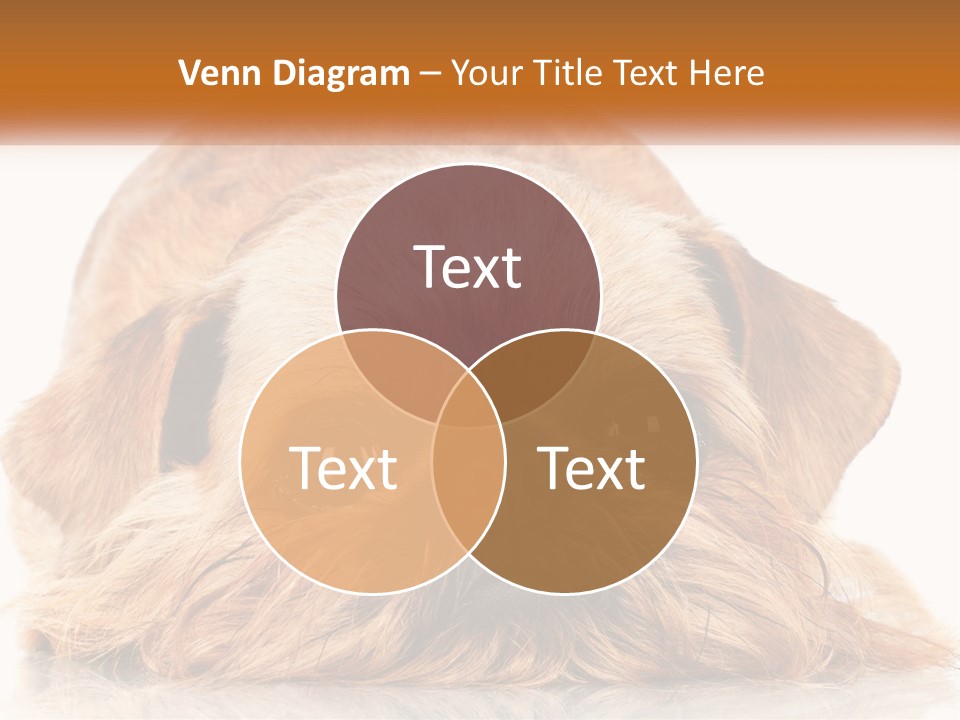 A Small Brown Dog Laying On Top Of A White Floor PowerPoint Template