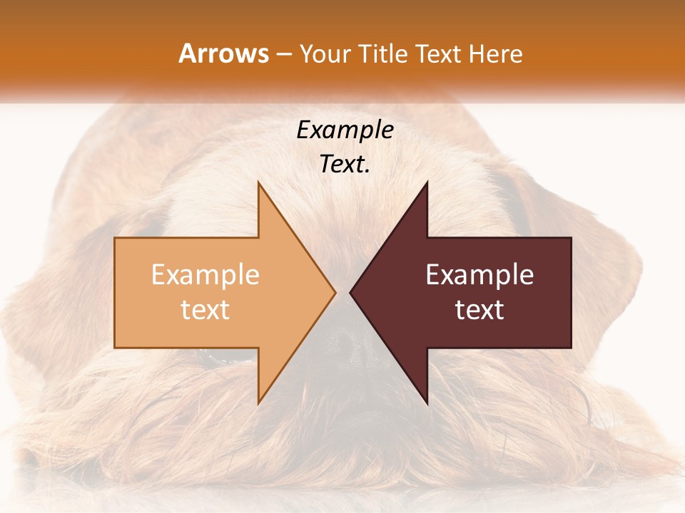 A Small Brown Dog Laying On Top Of A White Floor PowerPoint Template