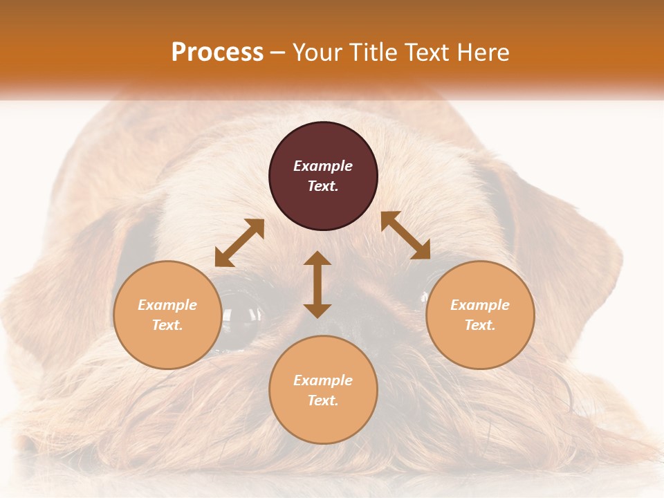 A Small Brown Dog Laying On Top Of A White Floor PowerPoint Template
