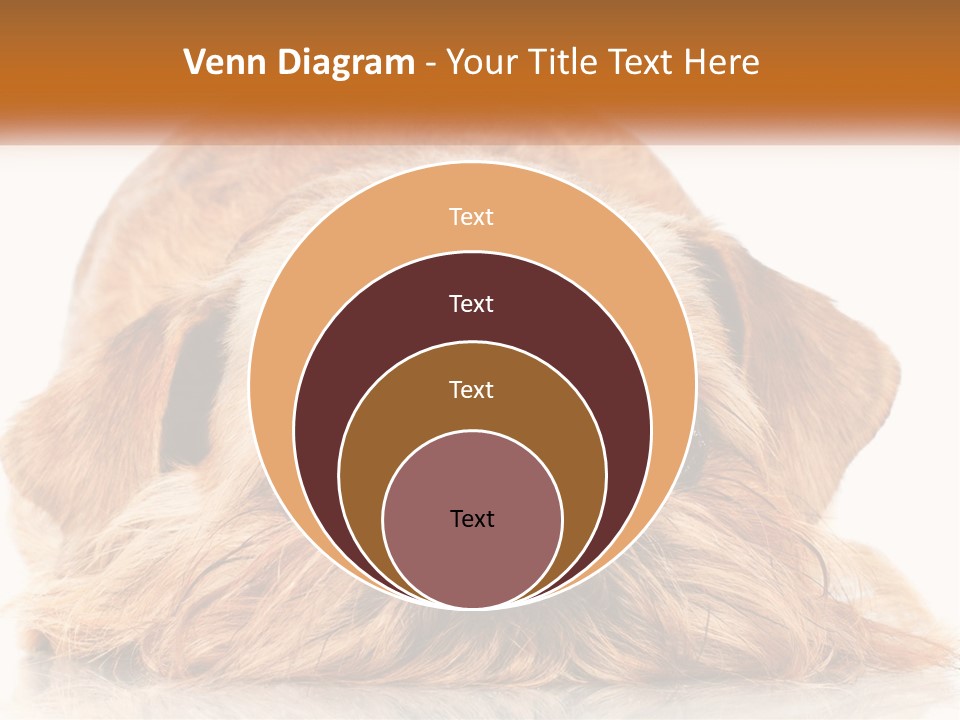A Small Brown Dog Laying On Top Of A White Floor PowerPoint Template