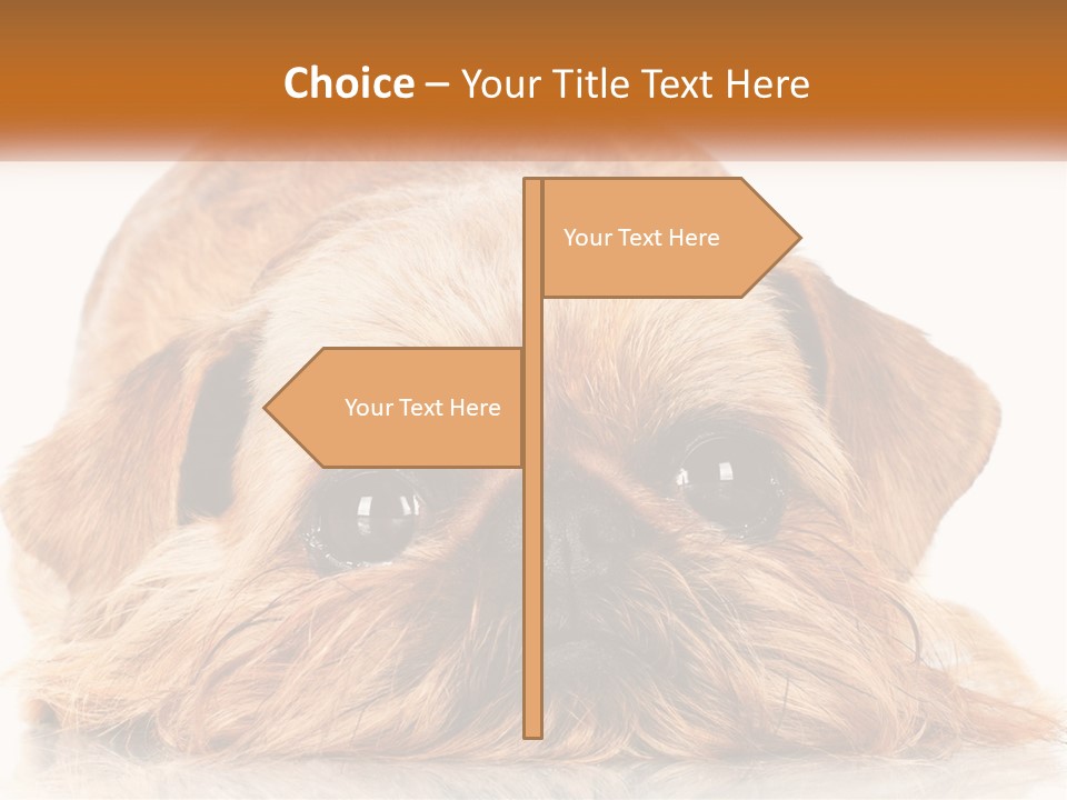 A Small Brown Dog Laying On Top Of A White Floor PowerPoint Template