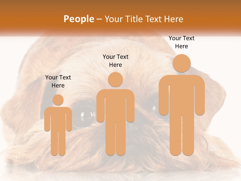 A Small Brown Dog Laying On Top Of A White Floor PowerPoint Template