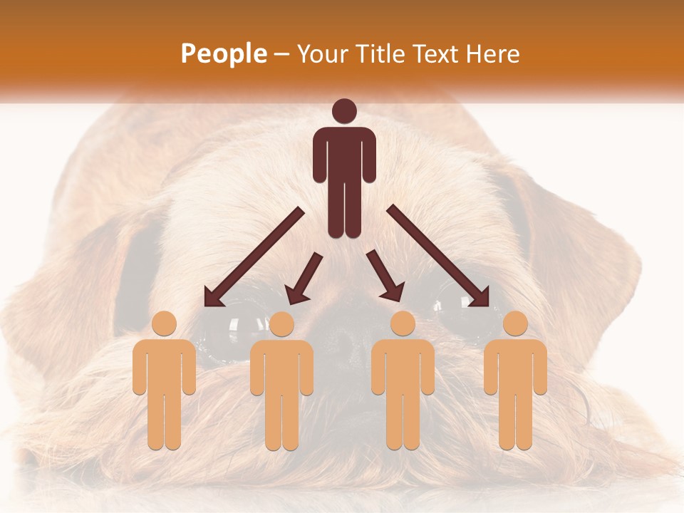 A Small Brown Dog Laying On Top Of A White Floor PowerPoint Template