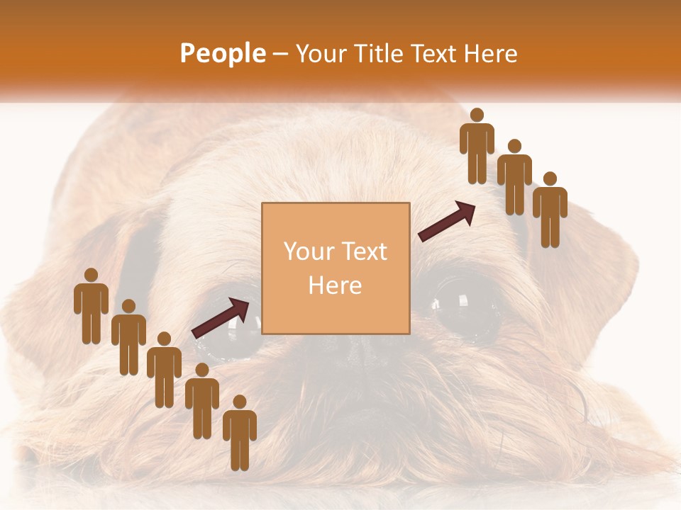 A Small Brown Dog Laying On Top Of A White Floor PowerPoint Template