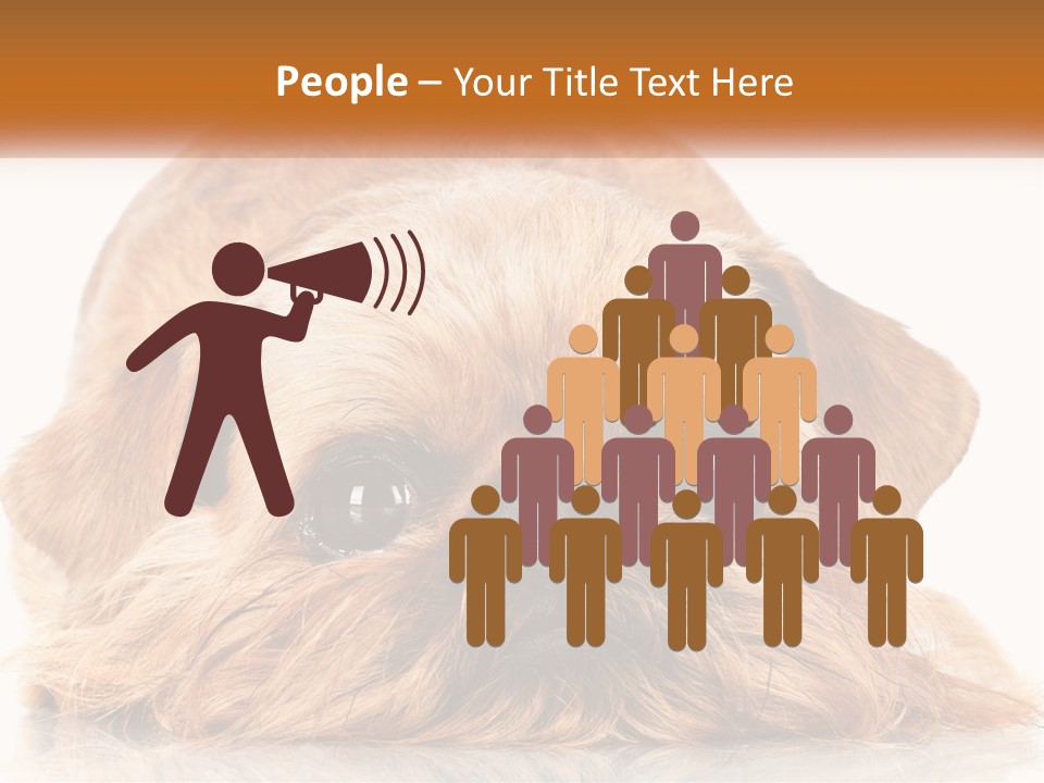 A Small Brown Dog Laying On Top Of A White Floor PowerPoint Template