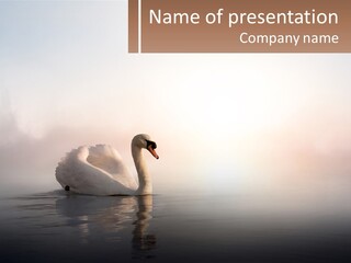 A White Swan Floating On Top Of A Body Of Water PowerPoint Template