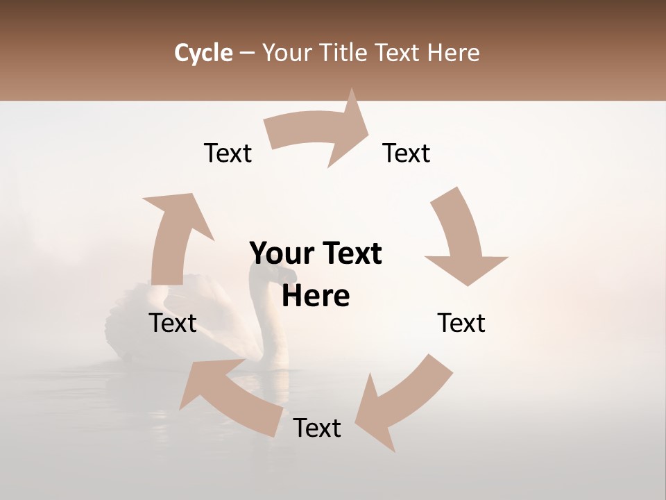 A White Swan Floating On Top Of A Body Of Water PowerPoint Template