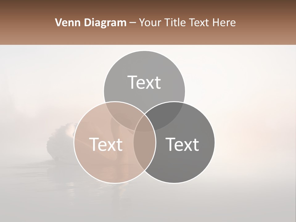 A White Swan Floating On Top Of A Body Of Water PowerPoint Template