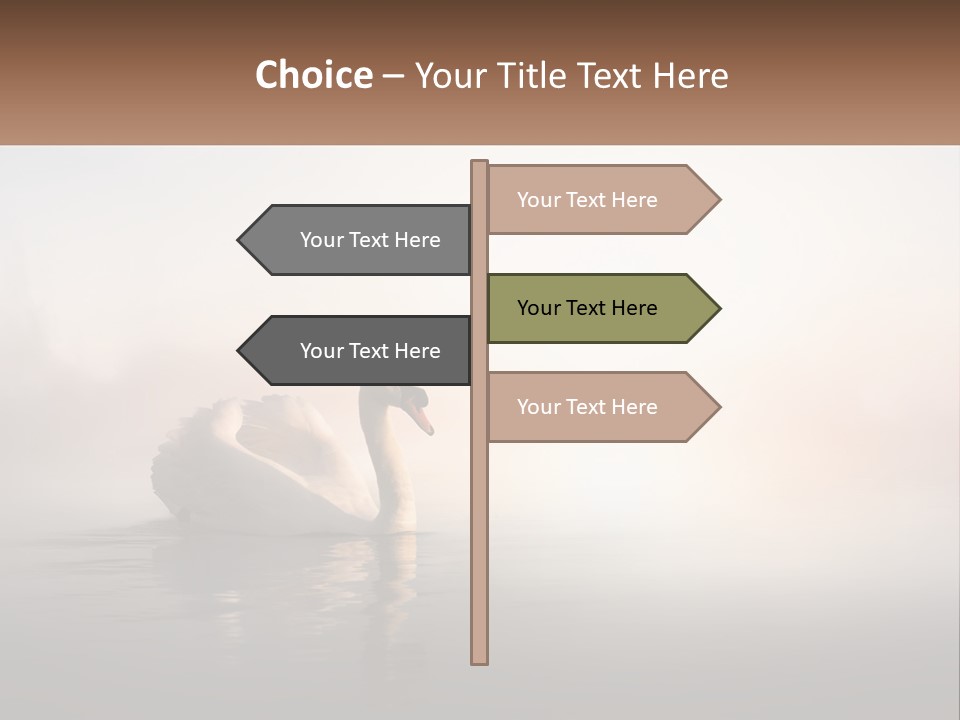 A White Swan Floating On Top Of A Body Of Water PowerPoint Template