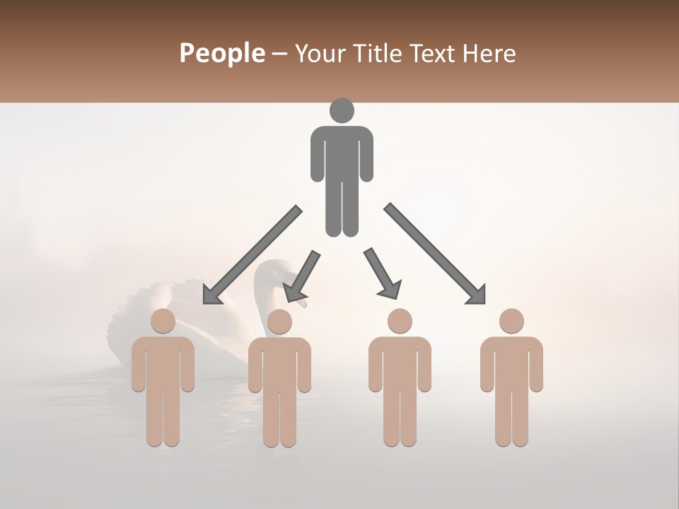 A White Swan Floating On Top Of A Body Of Water PowerPoint Template