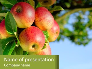 A Bunch Of Apples Hanging From A Tree PowerPoint Template