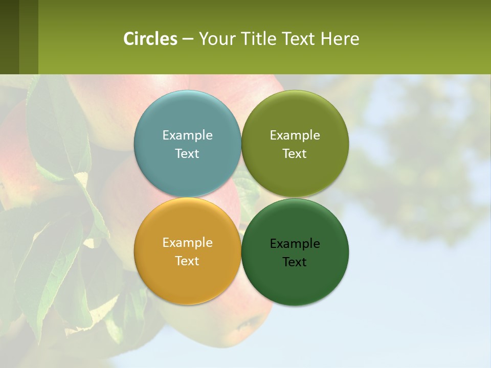 A Bunch Of Apples Hanging From A Tree PowerPoint Template