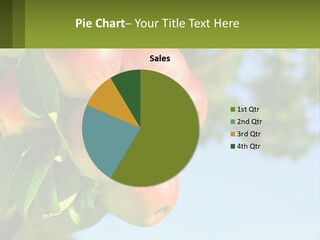 A Bunch Of Apples Hanging From A Tree PowerPoint Template