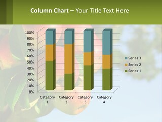 A Bunch Of Apples Hanging From A Tree PowerPoint Template