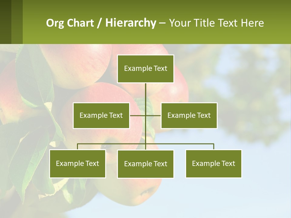 A Bunch Of Apples Hanging From A Tree PowerPoint Template