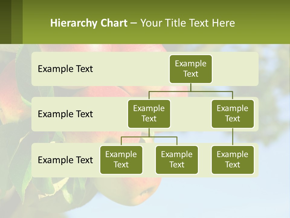 A Bunch Of Apples Hanging From A Tree PowerPoint Template