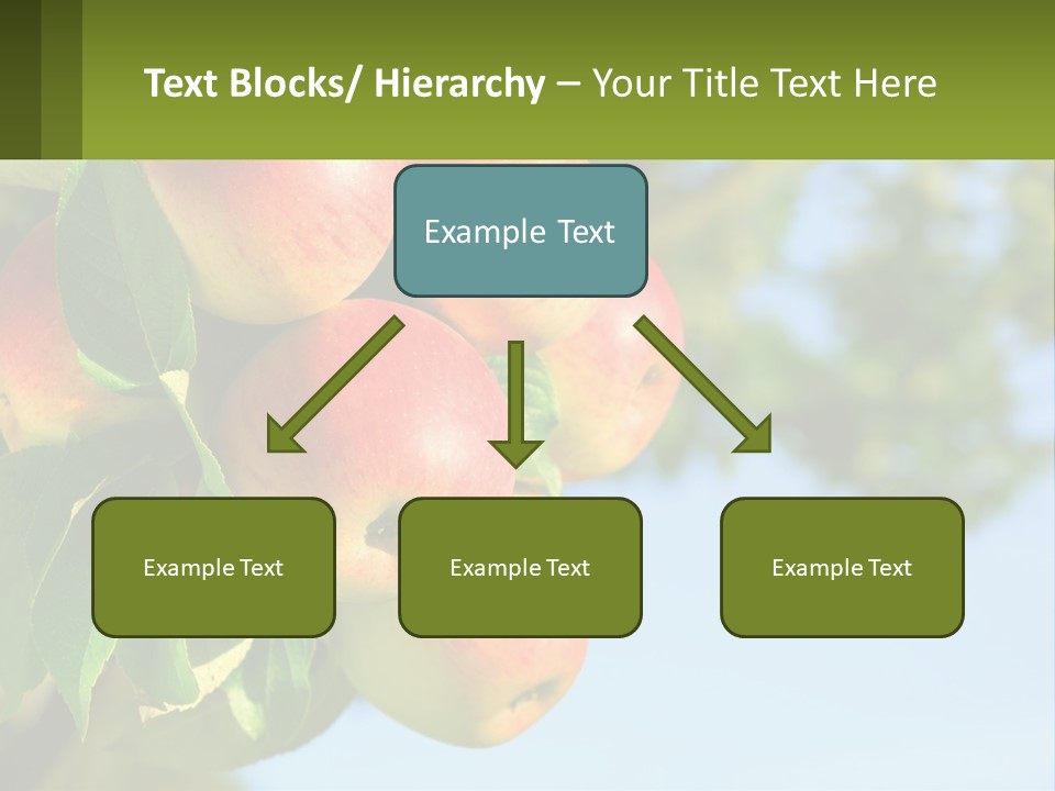 A Bunch Of Apples Hanging From A Tree PowerPoint Template