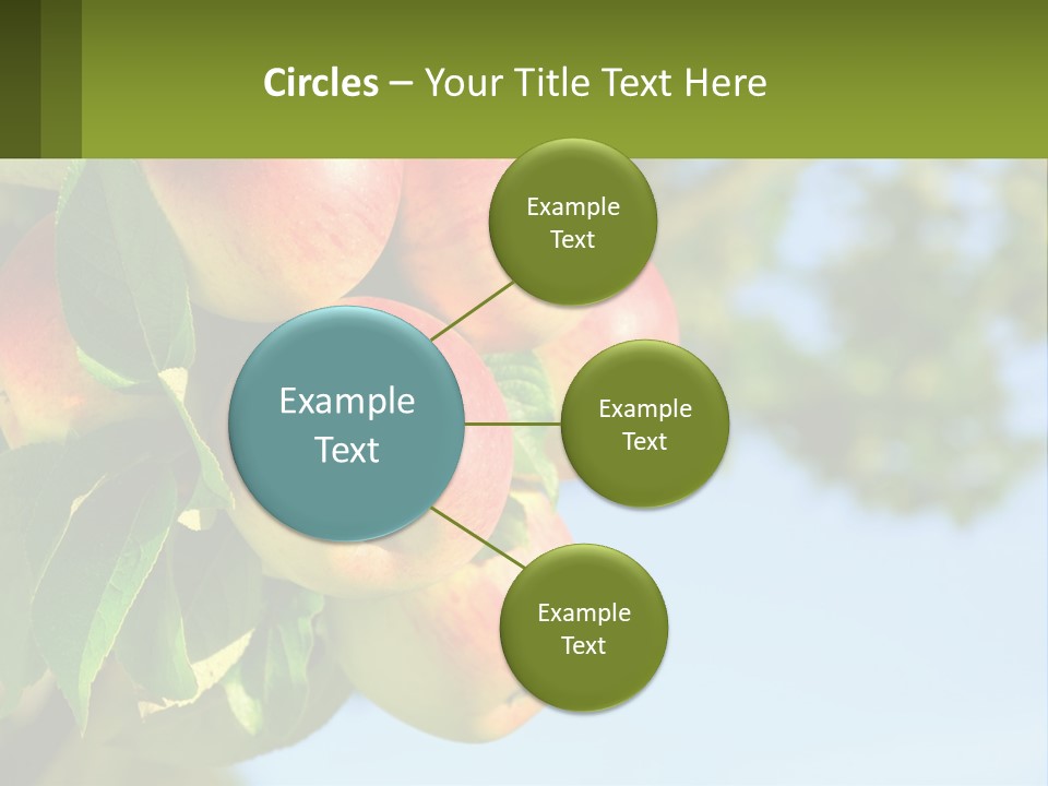 A Bunch Of Apples Hanging From A Tree PowerPoint Template