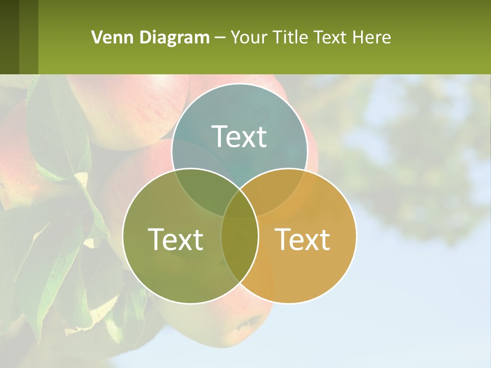 A Bunch Of Apples Hanging From A Tree PowerPoint Template