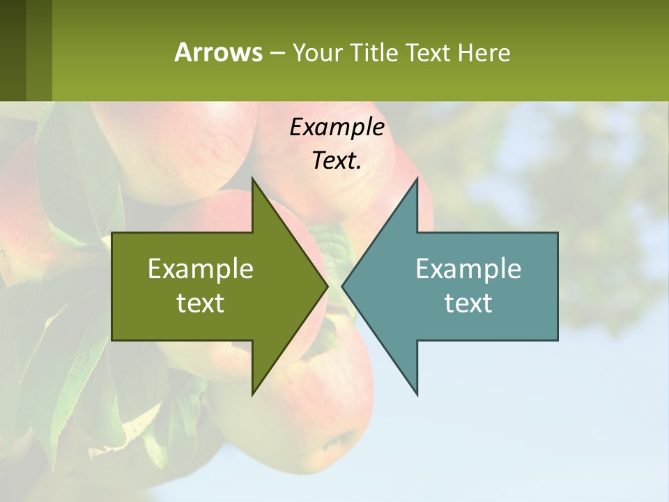 A Bunch Of Apples Hanging From A Tree PowerPoint Template
