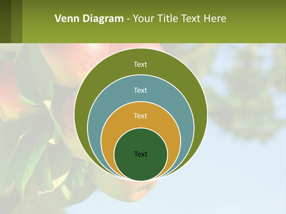 A Bunch Of Apples Hanging From A Tree PowerPoint Template