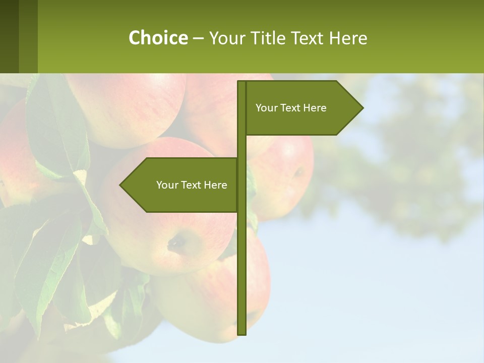 A Bunch Of Apples Hanging From A Tree PowerPoint Template