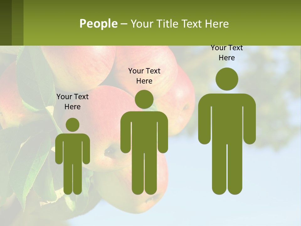 A Bunch Of Apples Hanging From A Tree PowerPoint Template