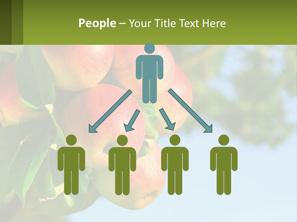 A Bunch Of Apples Hanging From A Tree PowerPoint Template