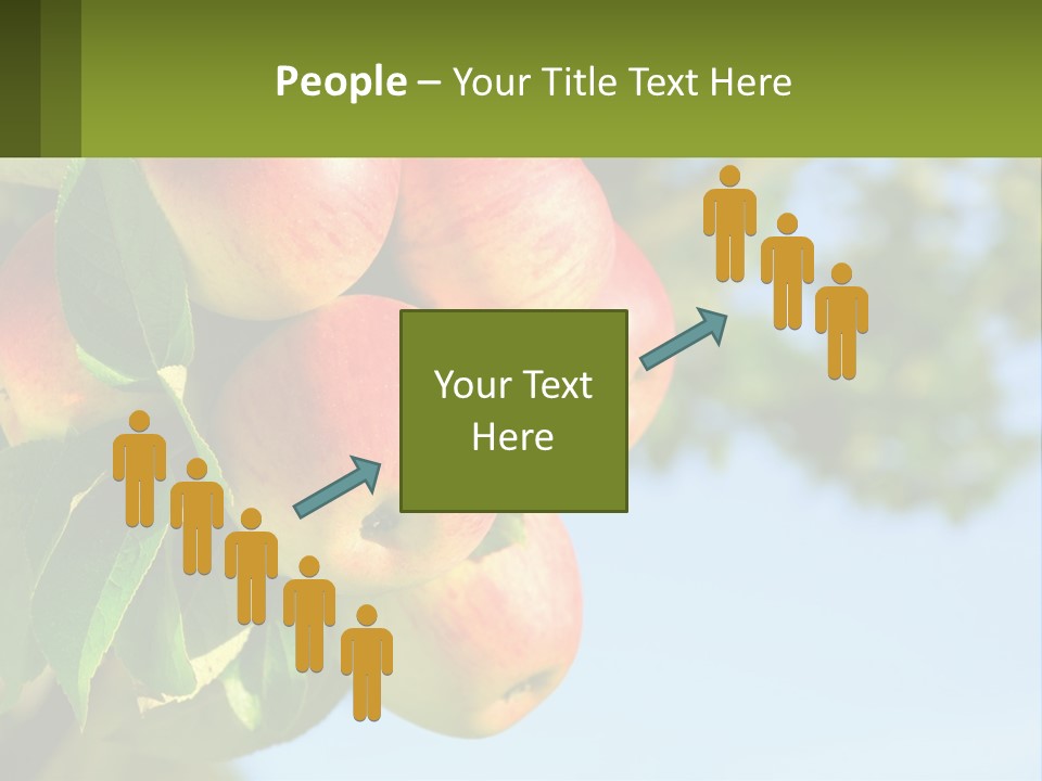 A Bunch Of Apples Hanging From A Tree PowerPoint Template