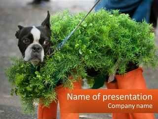 A Boston Terrier Dressed Up In A Carrot Costume PowerPoint Template