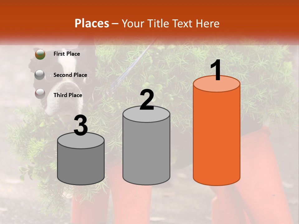 A Boston Terrier Dressed Up In A Carrot Costume PowerPoint Template