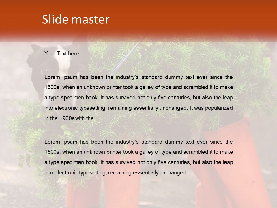 A Boston Terrier Dressed Up In A Carrot Costume PowerPoint Template