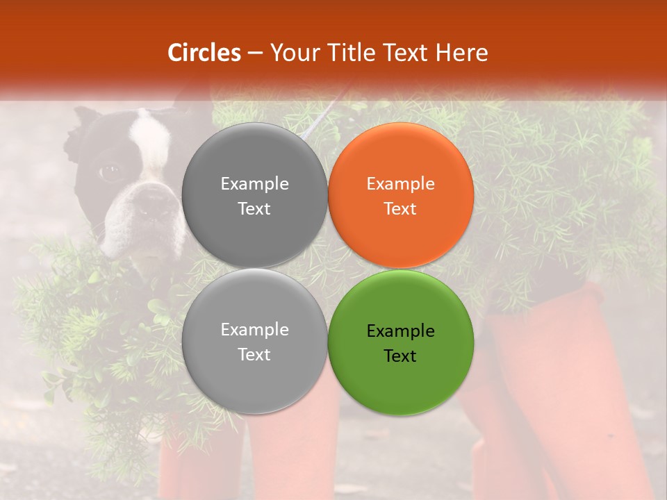 A Boston Terrier Dressed Up In A Carrot Costume PowerPoint Template