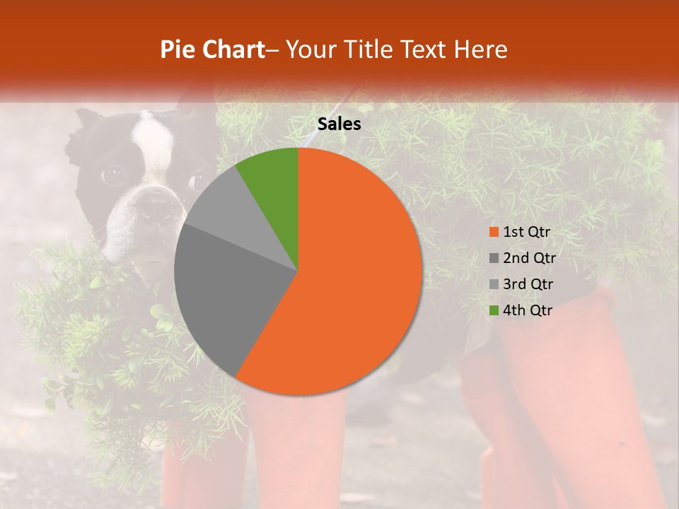 A Boston Terrier Dressed Up In A Carrot Costume PowerPoint Template