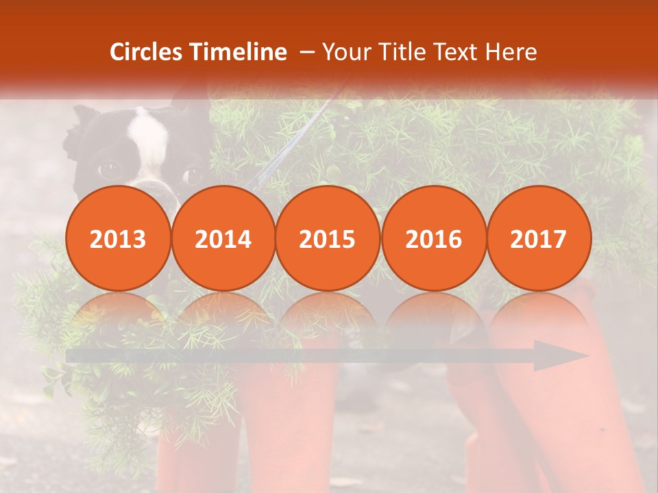 A Boston Terrier Dressed Up In A Carrot Costume PowerPoint Template
