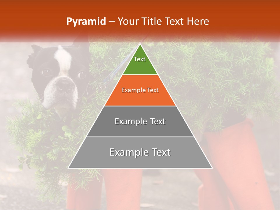 A Boston Terrier Dressed Up In A Carrot Costume PowerPoint Template