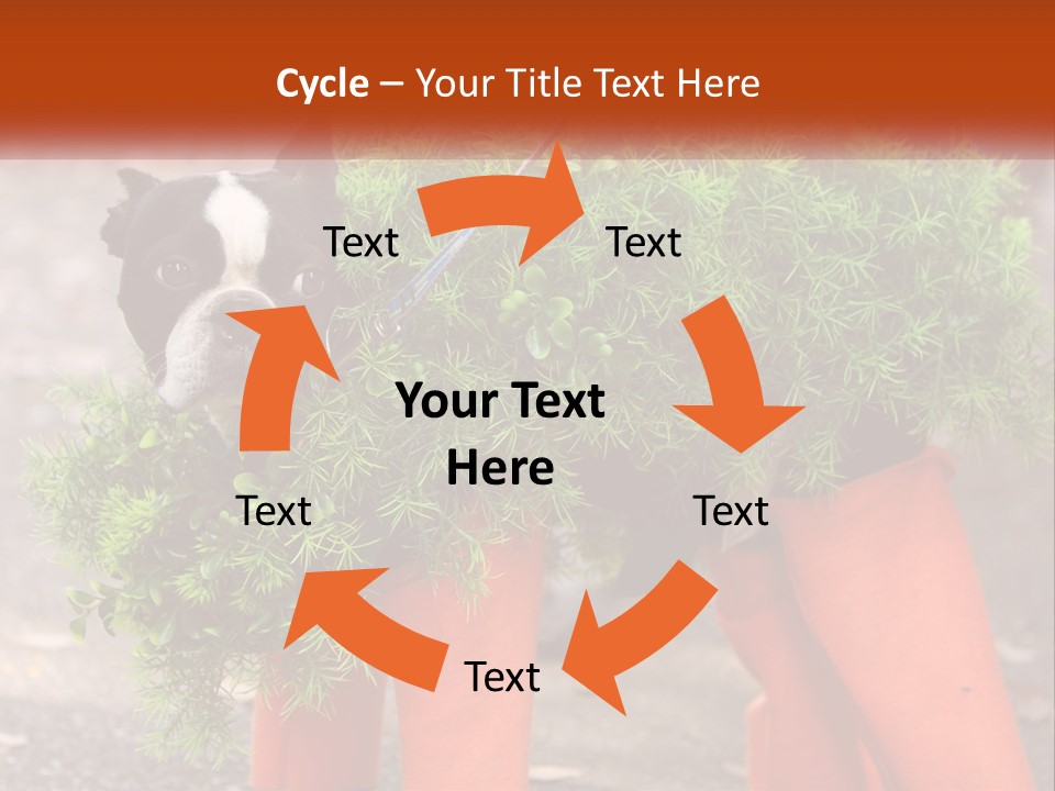 A Boston Terrier Dressed Up In A Carrot Costume PowerPoint Template