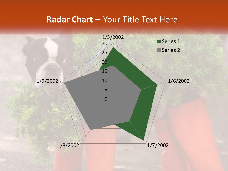 A Boston Terrier Dressed Up In A Carrot Costume PowerPoint Template