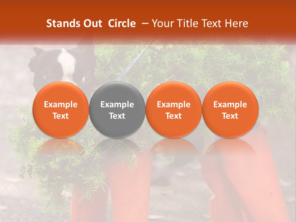 A Boston Terrier Dressed Up In A Carrot Costume PowerPoint Template