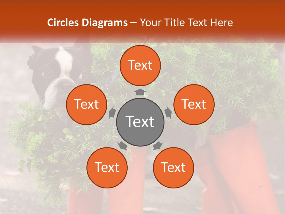 A Boston Terrier Dressed Up In A Carrot Costume PowerPoint Template