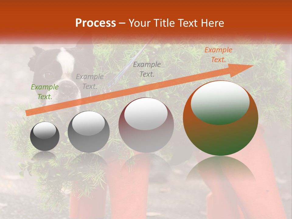 A Boston Terrier Dressed Up In A Carrot Costume PowerPoint Template