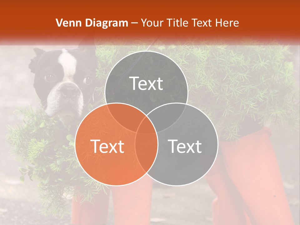 A Boston Terrier Dressed Up In A Carrot Costume PowerPoint Template