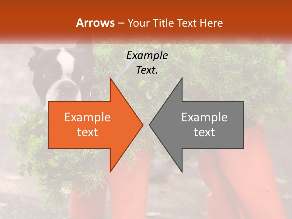 A Boston Terrier Dressed Up In A Carrot Costume PowerPoint Template