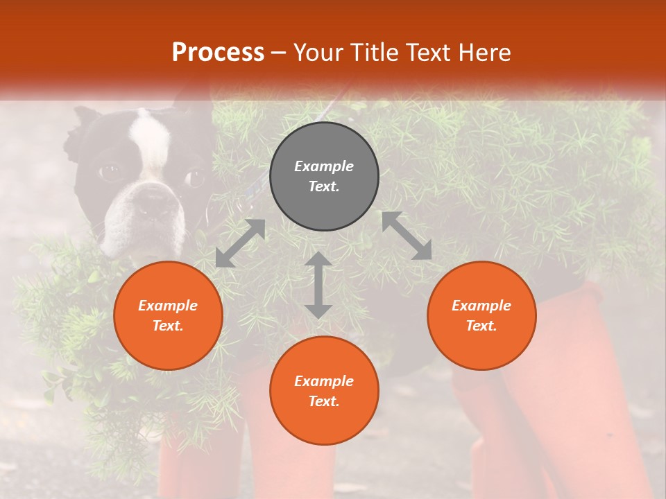 A Boston Terrier Dressed Up In A Carrot Costume PowerPoint Template