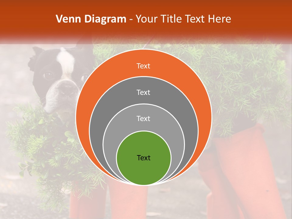 A Boston Terrier Dressed Up In A Carrot Costume PowerPoint Template