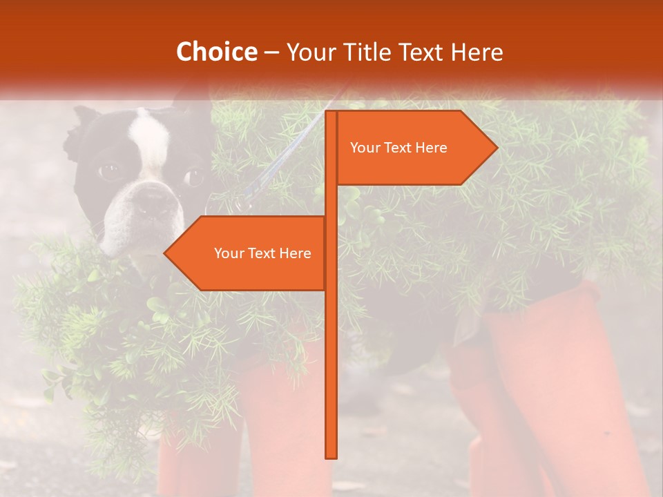 A Boston Terrier Dressed Up In A Carrot Costume PowerPoint Template
