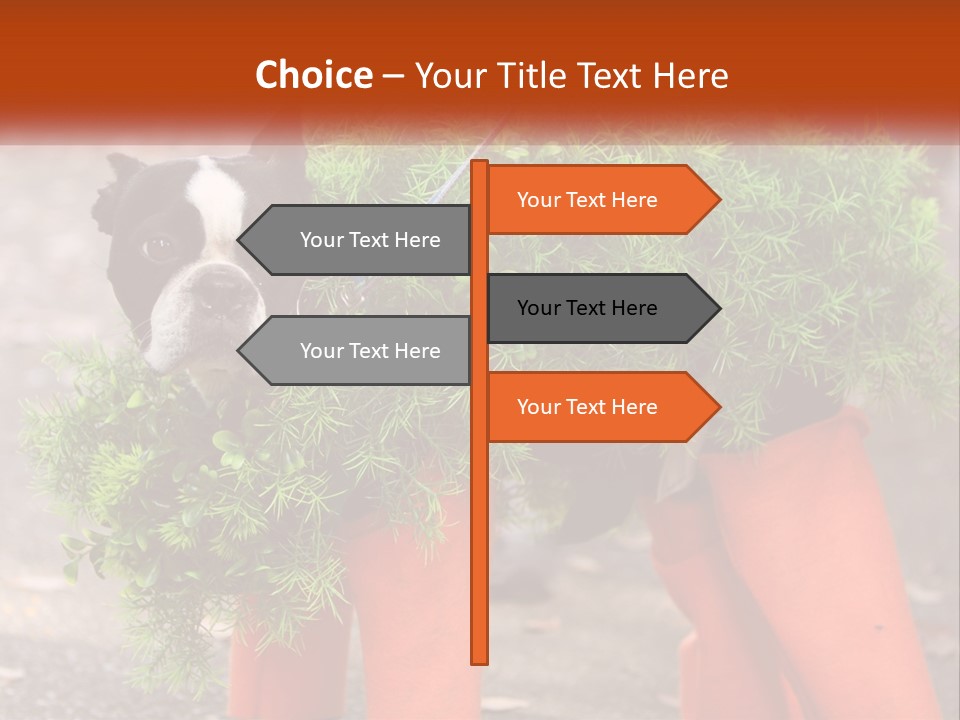 A Boston Terrier Dressed Up In A Carrot Costume PowerPoint Template