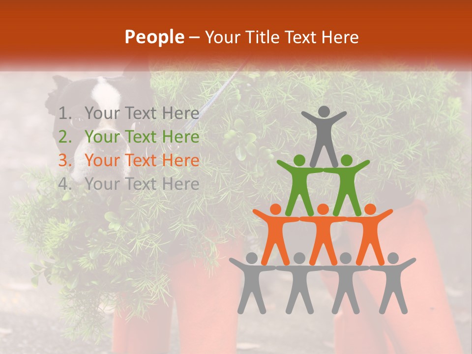 A Boston Terrier Dressed Up In A Carrot Costume PowerPoint Template