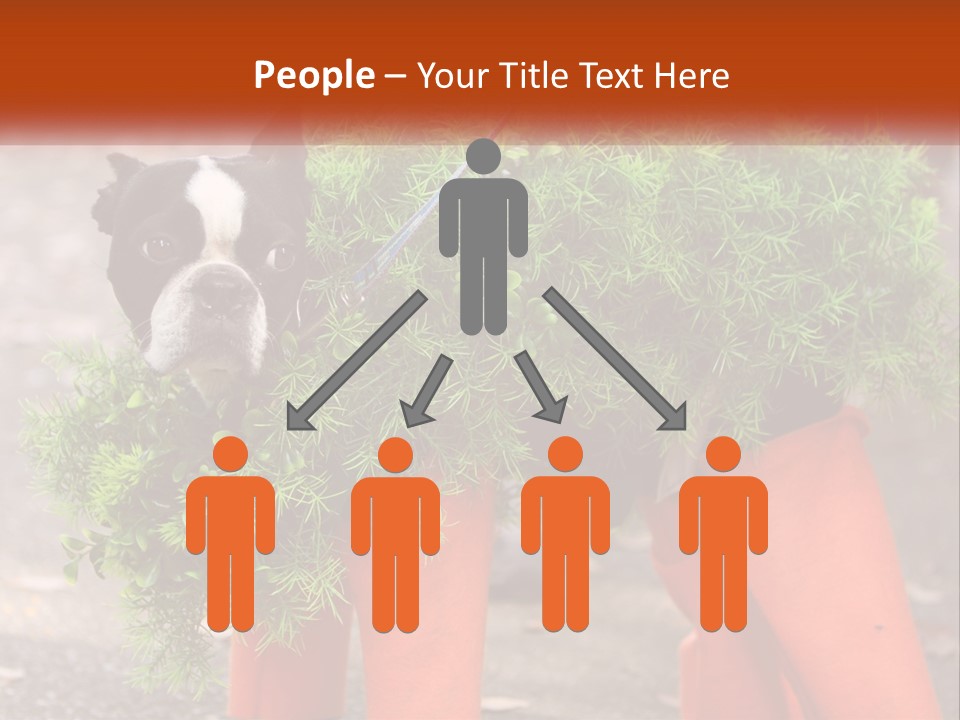 A Boston Terrier Dressed Up In A Carrot Costume PowerPoint Template