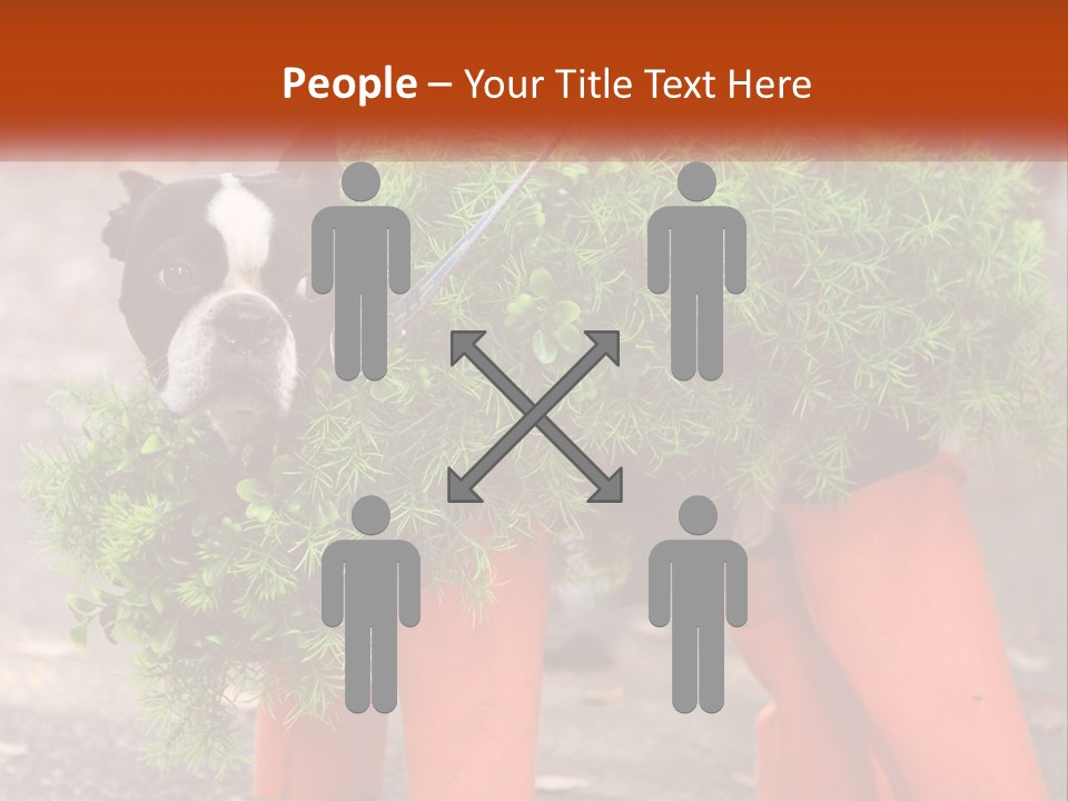 A Boston Terrier Dressed Up In A Carrot Costume PowerPoint Template